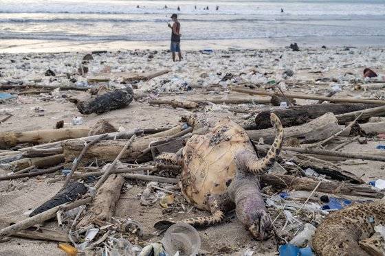 지난해 12월 인도네시아 발리 해변에 플라스틱 쓰레기 사이로 바다거북 한 마리가 죽어 있다. EPA=연합뉴스