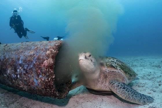 필리핀 보라카이의 하수관에 머리를 대고 있는 바다거북. 박부건씨 제공