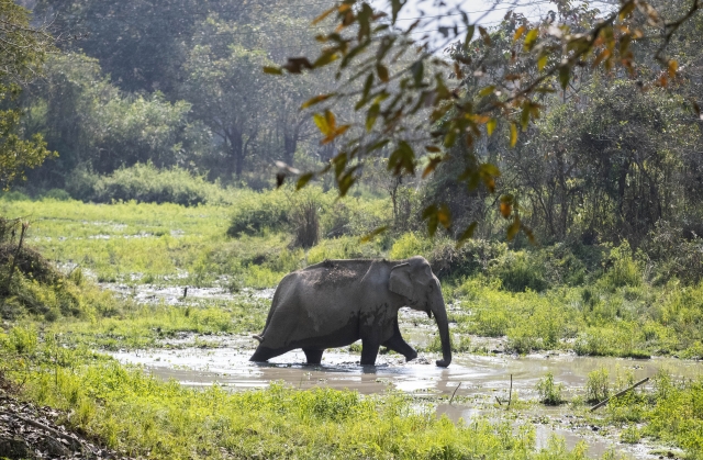 인도 북동부 아삼주의 카지랑가 국립공원에서 야생 코끼리 한 마리가 개울을 건너고 있다. AP뉴시스