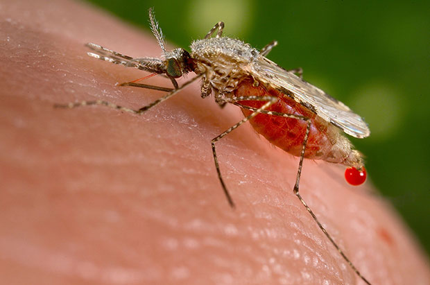 말라리아를 옮기는 학질모기(Anopheles)/출처: CDC