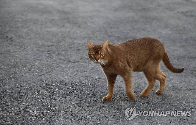 고양이 [연합뉴스 자료사진]