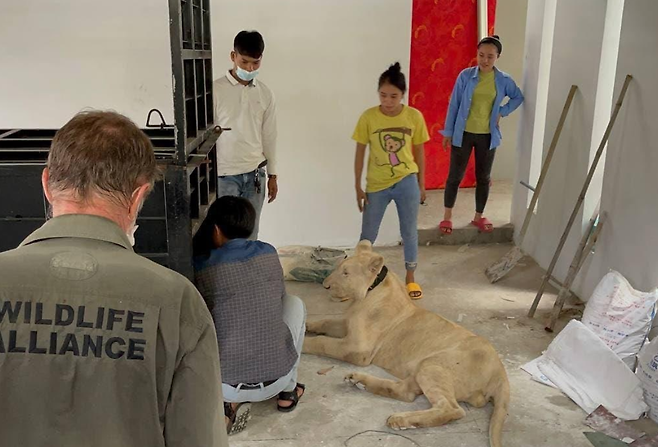 캄보디아 환경부 및 야생동물 전문가가 중국 국적의 남성 집에서 사자를 압수하는 모습