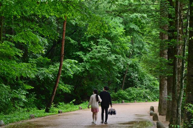 오대산 월정사 전나무숲길 구간에는 8~10령(나무 나이 1령은 10년)짜리 전나무 1,700여 그루가 숲을 이루고 있다.