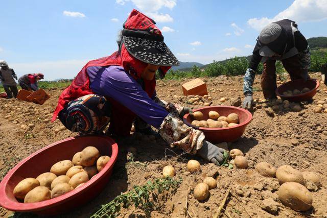 지난달 21일 경북 고령군 개진면 감자밭에서 농민들이 감자를 수확하고 있다. 뉴스1