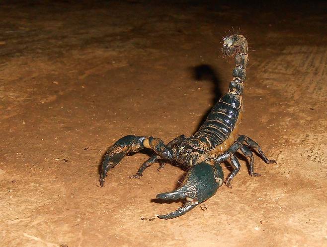 인디언 자이언트 블랙의 모습.(사진=Nireekshit, CC BY 3.0, via Wikimedia Commons)