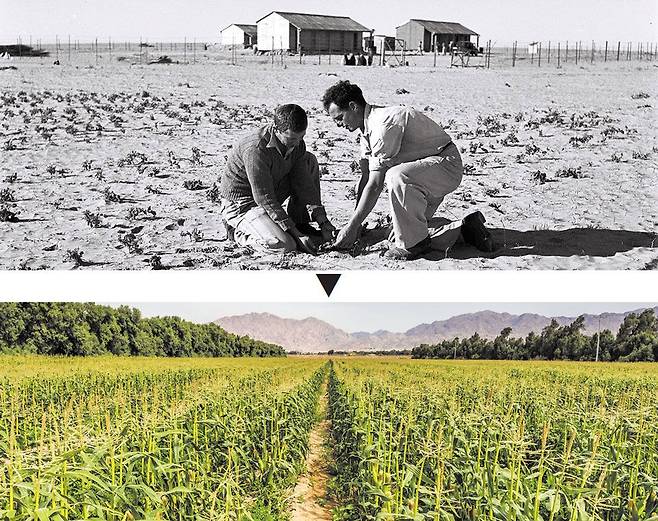 1946년 이스라엘 남부 네게브 사막, 홍해와 통하는 아카바만 인근 키부츠에서 감자를 심고 있는 초기 유대인 정착민들〈위 사진〉. 네게브 사막은 이스라엘 땅의 절반 이상을 차지하지만 여름이면 기온이 섭씨 40도 이상으로 오른다. 이스라엘은 1960년대 초 이 사막에서 대규모 관개 사업을 시작했고, 국토 최남단 도시 에일라트에 첫 해수 담수화 플랜트를 건설했다. 현재 네게브 사막은 많은 지역이 포도, 석류, 무화과, 오렌지 등 유실수를 심고 가꾸고 수출도 하는 농토로 개발됐다〈아래 사진〉. /위키피디아·게티이미지뱅크