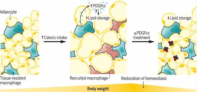 미국 웨일코넬의대 연구자들은 지방조직에 있는 대식세포(tissue-resident macrophage)가 PDGFcc를 내놓아 주변 지방세포(adipocyte)가 중성지방(lipid)을 흡수해 저장하게 한다는 사실을 발견했다. PDGFcc를 항원으로 하는 항체(αPDGFcc)를 만들어 생쥐에 투여한 결과 PDGFcc를 없애 지방 저장이 억제되고 지방 연소가 촉진돼 몸무게가 주는 것으로 밝혀져 비만 치료제 가능성을 보여줬다. 사이언스 제공