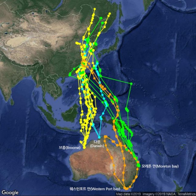 동아시아-대양주 철새이동경로. 2019년 1월 호주에서 출발한 알락꼬리마도요의 위성추적 데이터.