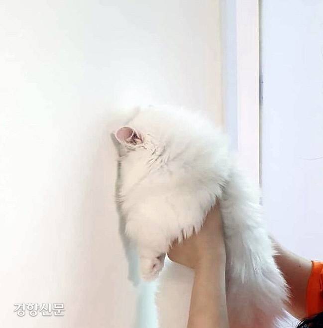 머리부터 닿는 우리 ‘냥이’ 머리가 나쁜 걸까? 전문가들은 전혀 걱정할 것 없다고 말한다.  | 인스타그램 @hobidobi_mom 제공