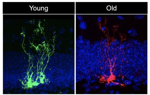 어린 생쥐(녹색)와 늙은 생쥐(적색)의 신경줄기세포 [미국 USC(서던캘리포니아대) Bonaguidi Lab 제공 / 재판매 및 DB 금지]