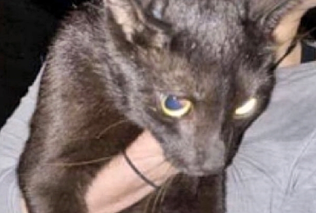 구조된 고양이 ‘빈스’는 904호 곤살레스 가족의 반려묘였다. 에드거, 안젤라 곤살레스 부부와 딸 데븐, 테일러, 그리고 반려견 데이지와 함께 살았다.