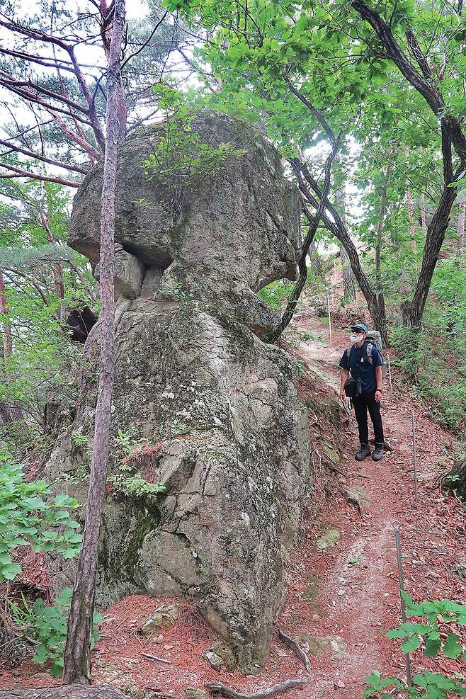 정상 서릉 458m봉을 뒤로하는 안부에 있는 기암. 낙지 머리 같기도 하다.