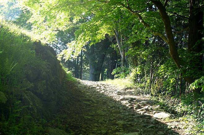신록의 계절이 주는 싱그러움은 길 위에서 너울대고 산사로 가는 내내 아롱대는 빛살과 푸르름에 눈이 시릴 지경이다.