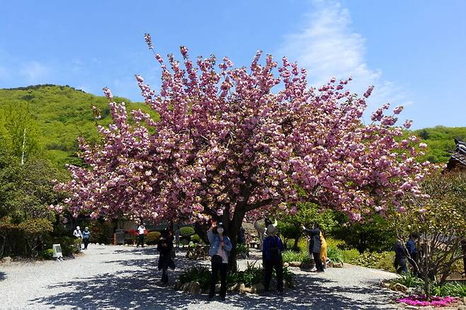 왕벚꽃이 수많은 상춘객들에 둘러싸여 카메라 세례를 받느라 혼이 반쯤은 쏙 빠진 모습을 하고 있었다.