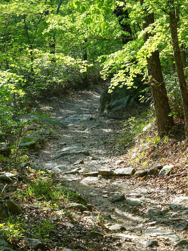 이 길을 따라 계곡과 조릿대를 벗 삼아 30여 분을 걸으면 송광사다.