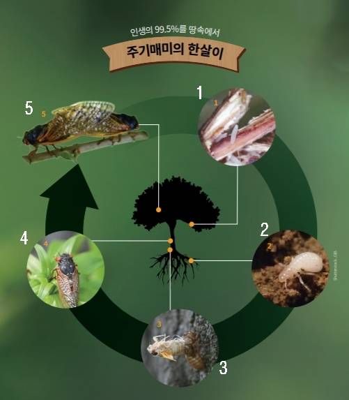 &nbsp;ⓛ&nbsp;암컷 매미가 나무 위에 알을 낳고 약 6~10주 뒤 매미 유충이 부화함. 땅으로 내려가 흙 속에 굴을 파고 들어감. ② 유충은 풀과 나무에서 나오는 수액으로 영양분을 섭취하고 성장함. 약 12~13년 동안 5번의 탈피 단계를 거침. ③17년째가 되면 유충이 땅 위로 나옴. 초기에는 암컷보다 수컷이 많이 나타나고, 약 6일 정도 지나면 암컷들이 더 많이 나타남. ④땅 위로 나온 지 1시간 정도 지나면 매미는 유충 허물을 벗고 성충이 됨. 초기 성충은 하얗지만 약 5일 뒤 어둡고 단단한 외골격을 형성함. ⑤ 짝짓기가 끝난 뒤 암컷은 나뭇가지에 수백 개의 알을 낳음. 약 한 달 동안 땅 위에서 살다가 죽음.