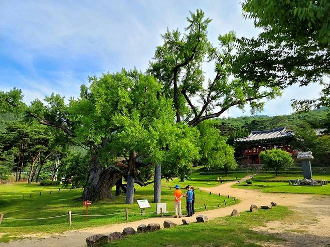 도동서원 400년 은행나무