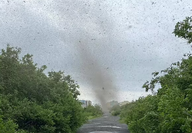 러시아 현지시간으로 17일 극동 캄차카 지역에 등장한 대규모 모기떼. 사진 시베리안타임스