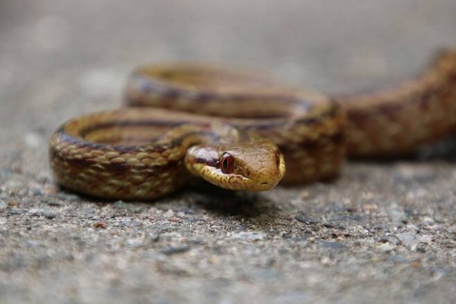 일본 후쿠시마 인근에 서식하는 쥐잡이뱀의 모습이다. 한나 게르크 제공