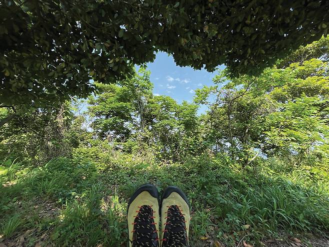 원시림처럼 느껴질 만큼 사람냄새가 거의 없는 어청도 구불길의 3코스인 안산넘길.