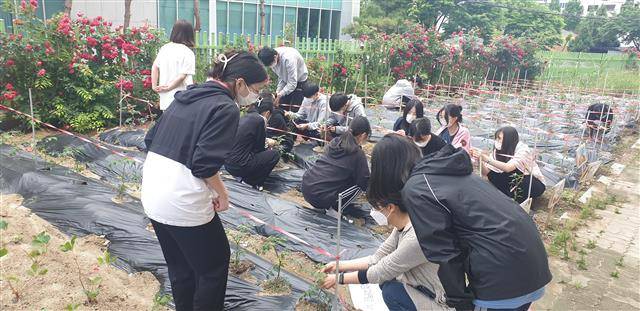 대구 다사고등학교 학생들이 학교에서 분양받은 텃밭을 가꾸고 있다. 고교학점제 선도학교인 다사고는 학생들이 자신의 진로와 적성에 맞는 교육을 받을 수 있도록 다양한 선택과목을 제공한다.다사고등학교 제공