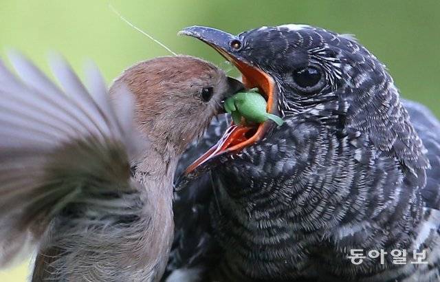 어미 뱁새(붉은머리오목눈이·오른쪽)가 ‘새끼’에게 먹이를 물어다주고 있습니다. 그런데 새끼는 자기보다 몸집이 4, 5배나 큰 뻐꾸기. 어미 뻐꾸기가 알을 다른 새 둥지에 낳다 보니 생긴 일입니다. 서울 과천시, 2018년 6월 15일 촬영.
