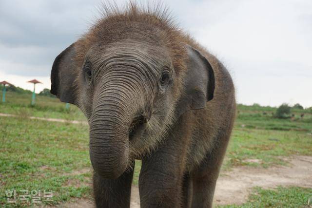 인도네시아 수마트라섬 람풍주 와이캄바스국립공원 야생에서 만난 아기 수마트라코끼리. 와이캄바스국립공원=고찬유 특파원