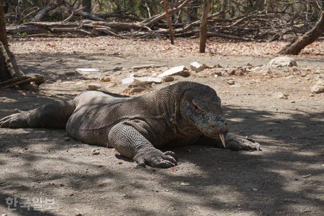 인도네시아 코모도국립공원 내 린차섬 야생에 살고 있는 코모도왕도마뱀. 코모도국립공원=고찬유 특파원