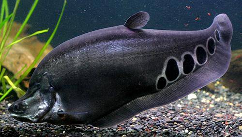 벨리다 물고기. CJ수산 캡처