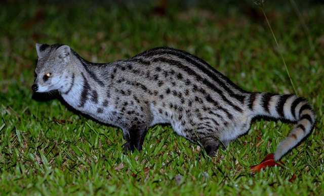 줄무늬린상. 하이누산타라 캡처