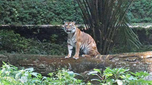 자카르타 인근 보고르의 타만사파리에 있는 수마트라호랑이. 보고르=고찬유 특파원