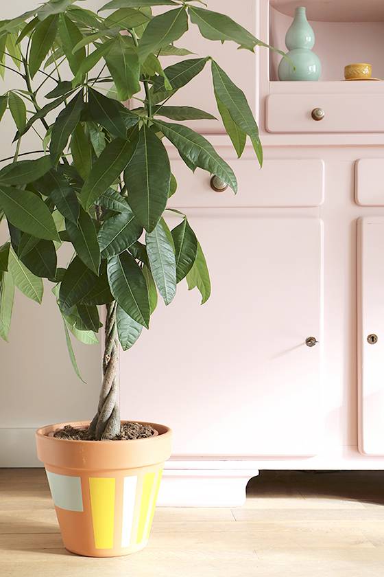 파키라. <사진=게티이미지뱅크>