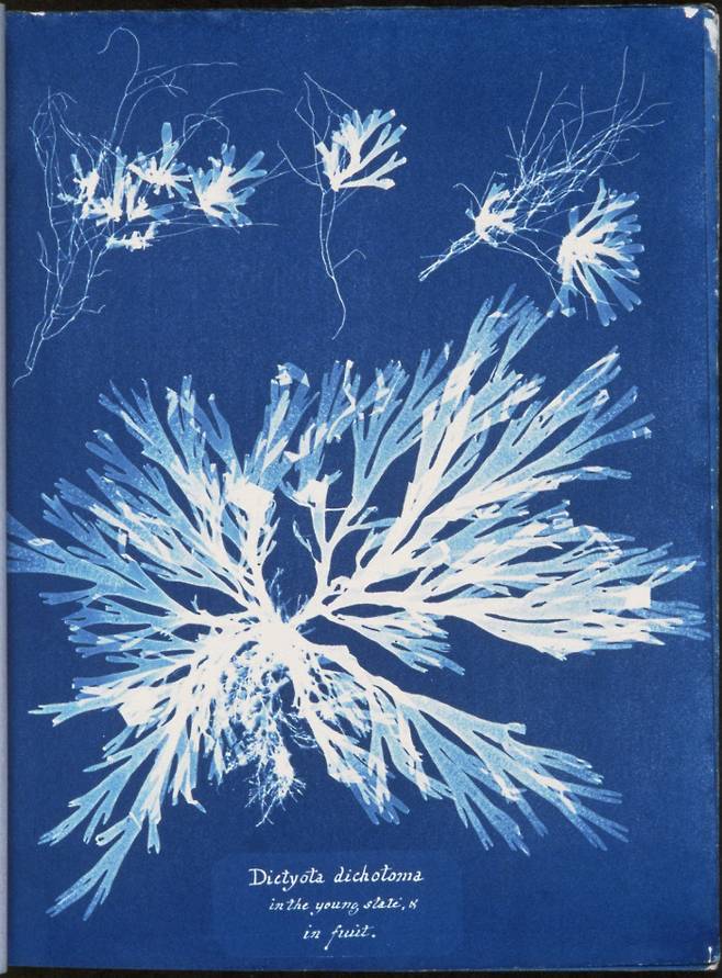 1842년 청사진을 발명한 존 허셜의 친구 딸이었던 여성 식물학자 애나 앳킨스는 식물도감을 청사진 기법으로 제작했다. 사진집 <영국 해조류 사진(Photographs of British Algae)> 중 참그물바탕말 사진이다.