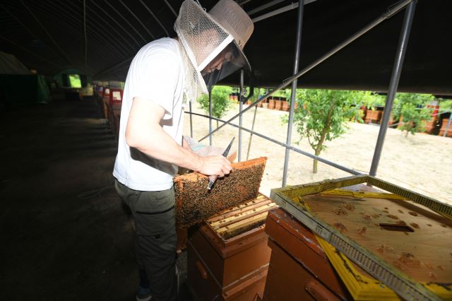 강원 화천군의 한 양봉농가가 벌통을 열어 모여있는 꿀벌을 취재진에 보여주고 있다. 화천=윤성호 기자