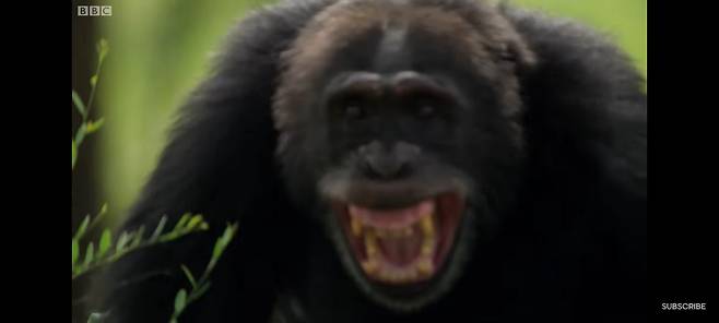 이빨을 드러낸 침팬지. /BBC