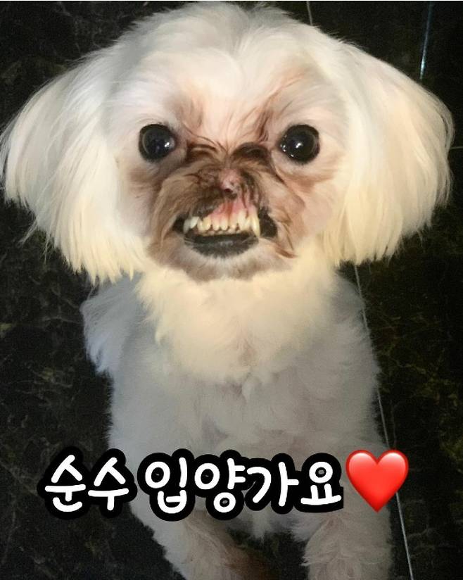 지난 12일 김연경씨가 순수를 입양한다며 인스타그램에 올린 사진. 사진 김씨 제공