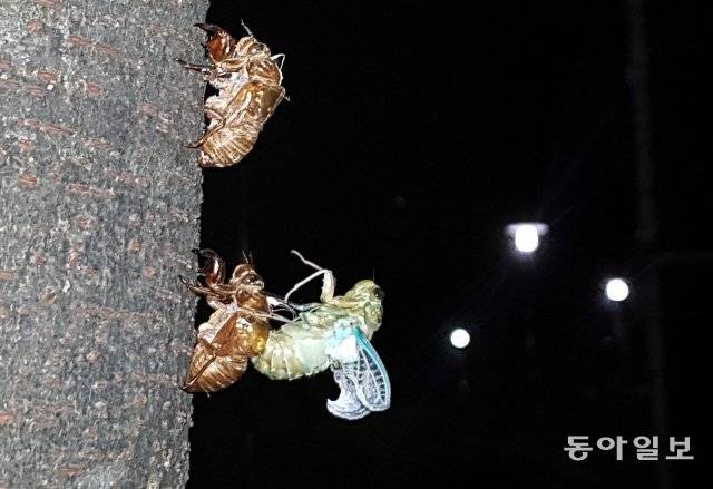 매미 유충이 성충으로 탈바꿈하고 있습니다. 땅 속에서 6, 7년을 기다린 매미 유충은 구멍을 뚫고 세상 밖으로 나와 나무에 몸을 단단히 고정한 채 2, 3시간의 탈피 과정을 거쳐 날개 달린 성충으로 변합니다. 서울 노원구. 2018년 7월 26일 촬영.