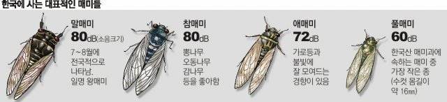 한국에 사는 대표적인 매미들. 동아일보 DB.