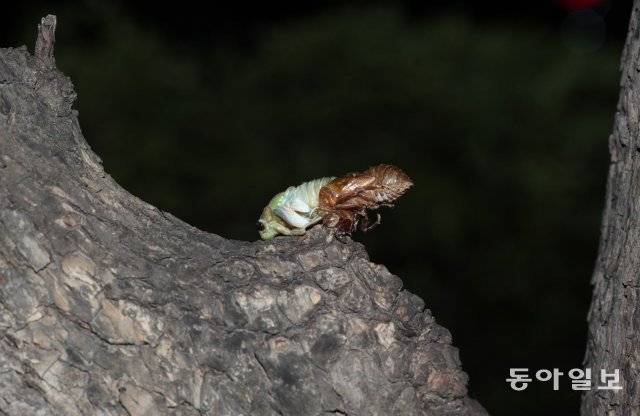 서울 노원구 마들근린공원에서 매미 유충이 성충으로 탈바꿈하고 있습니다. 2019년 7월 30일 촬영.