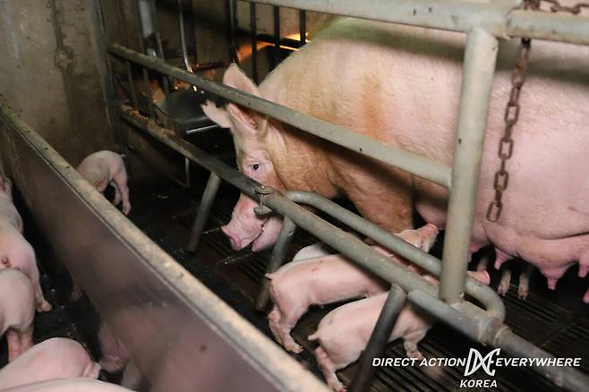 2019년 공개구조 당시 경기도 한 종돈장의 모습. 엄마 돼지들은 앉았다 일어나는 것을 제외하고는 아무런 움직임이 불가능한 스톨(Stall·번식틀)에 갇혀 있었다. 디엑스이코리아 제공