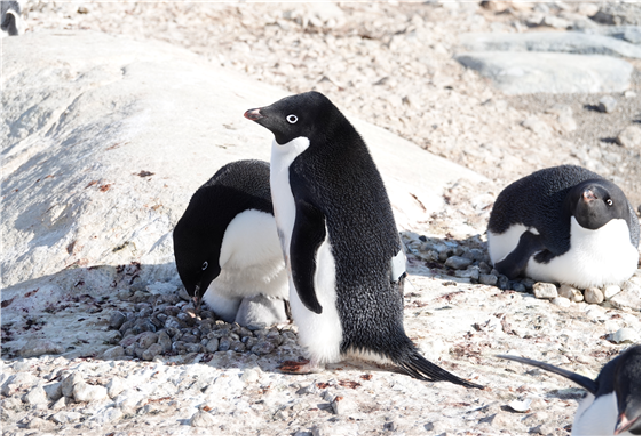 남극 인익스프레시블섬에 사는 아델리펭귄. [사진=극지연구소]
