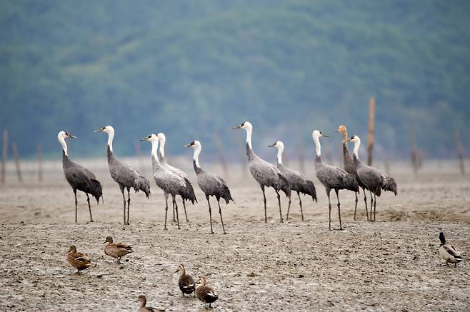 Migratory waterbirds rest at Suncheon gaetbeol in South Jeolla Province. The tidal flat is one of South Korea’s newly listed UNESCO world heritage sites. (Yonhap)