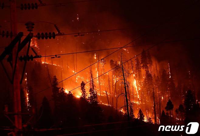 26일(현지시간) 미국 캘리포니아 트웨인에서 딕시 산불이 소나무를 태우며 번지고 있다. 딕시 산불은 지난 주말에 다른 화재와 합쳐져 약 809제곱킬로미터(서울 면적의 1.3배)를 태웠다. © AFP=뉴스1 © News1 이정후 기자