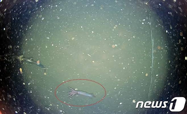 수심 1000m에서 발견된 심해오징어(국립수산과학원제공) © 뉴스1