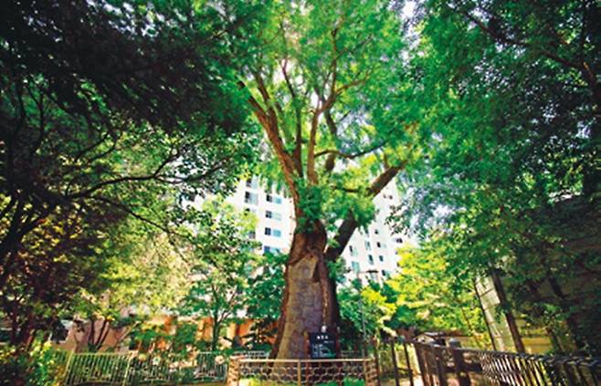 은행나무가 많았다던 서울시 노원구 옛 은행마을에 유일하게 남아 있는 은행나무 고목.