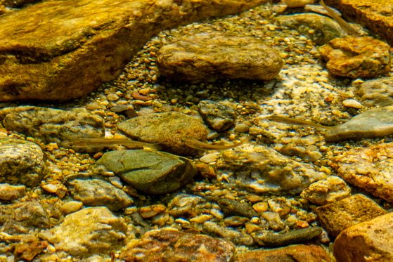 맑은 물에만 산다는 버들치. 용소골에서 가장 흔히 볼 수 있는 민물고기다.