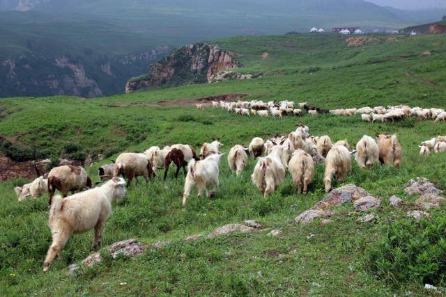공중초원의 낭떠러지로 가는 양떼. ⓒ최종명