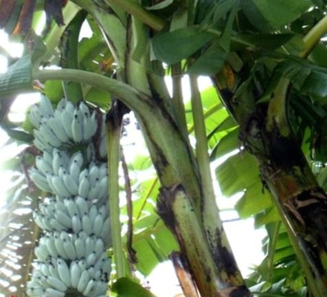 아이스크림 맛이 나는 블루 자바 바나나(Blue Java Banana). [사진 Titabanana on Wikimedia Commons]