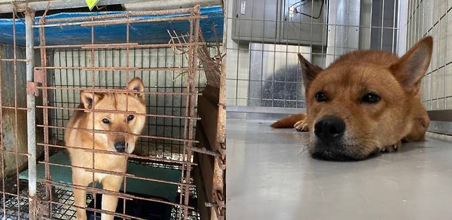 경기 남양주 별내 개농장에 있던 때(왼쪽)와 구조해 새 보금자리로 옮긴 모습(오른쪽). 훨씬 편안해보인다./사진=별내 동물보호소 (인스타그램 @byeollae_stardangdang)