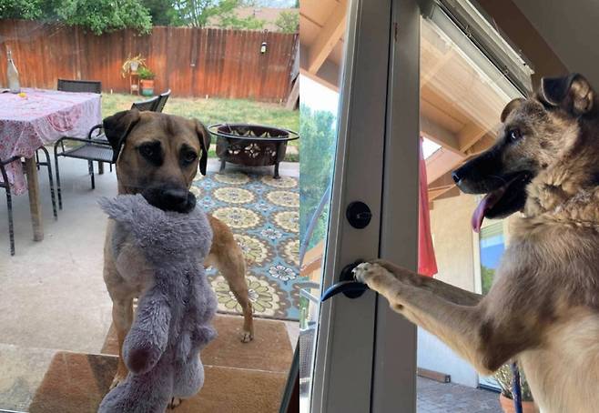 미국으로 입양돼 새 삶을 찾은 광복이./사진=롯데목장 개살리기 시민모임(인스타그램 @lotte250dogs)